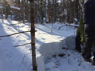 snow pit in the forest