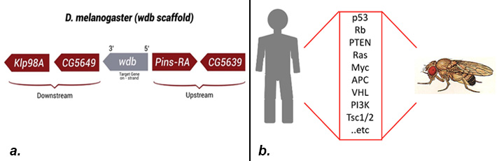 genomic neighborhood map and human-fruit fly shared genes