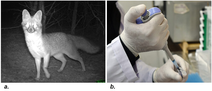 gray fox and student conducting lab analysis