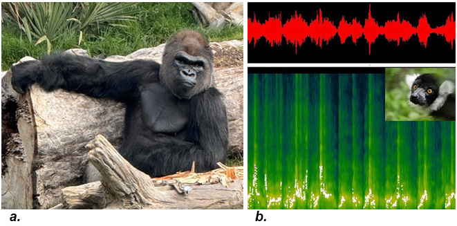 gorilla and oscillogram and spectogram