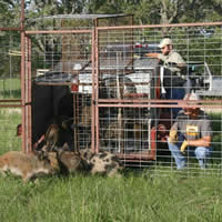 students setting up a free-range area for farm animals