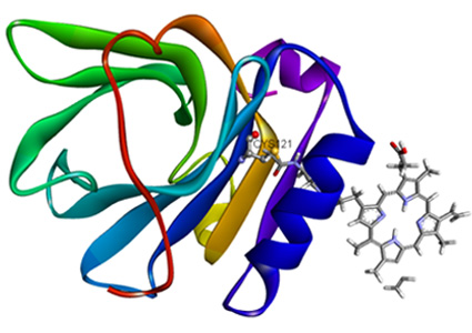 protein ribbons