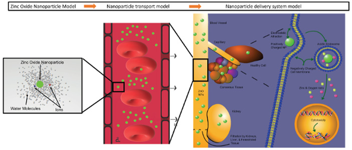 nanoparticle model