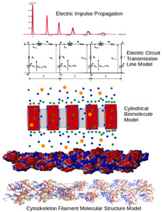 molecular model