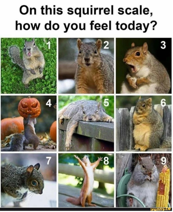 squirrel scale