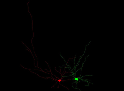 pyramidal neurons