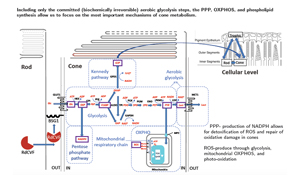 glycolysis model