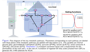 cone metabolism flow diagram