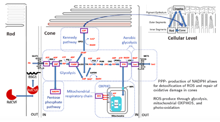 Glycolysis model ETC-Brager