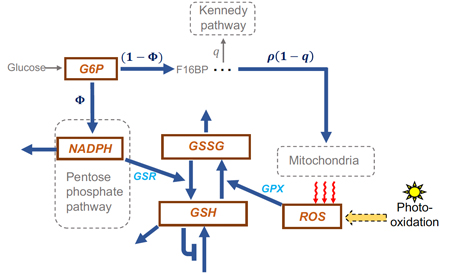 GSH model diagram