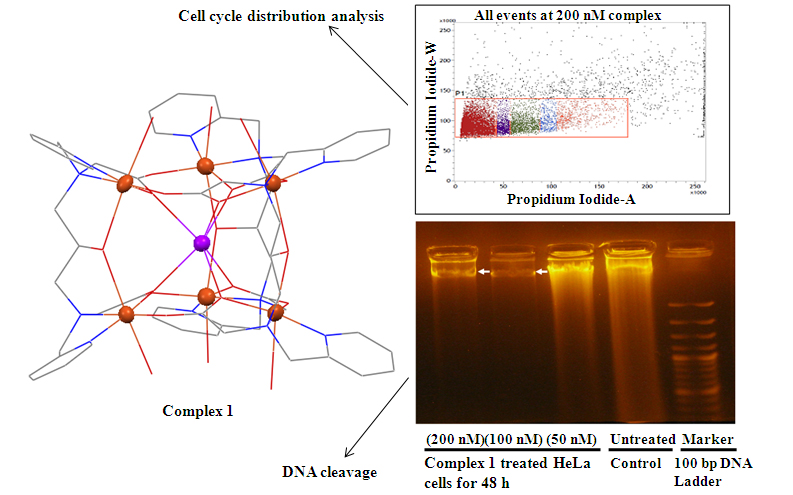 Complex 1 and DNA cleavage