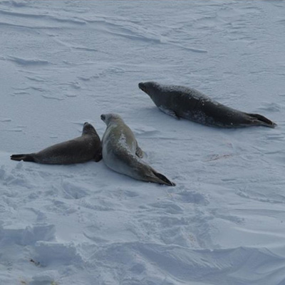 seals on ice