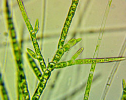 Leon Creek Greenway algae