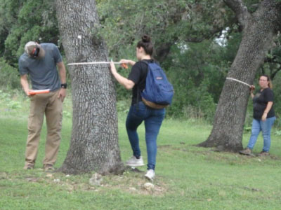 students measuring trees