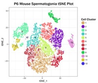 P6 mouse spermatogonia tSNE plot