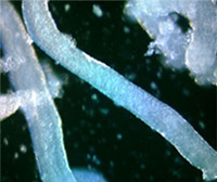 CD-1 seminferous tubule