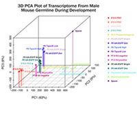 3D PCA plot of transcriptome