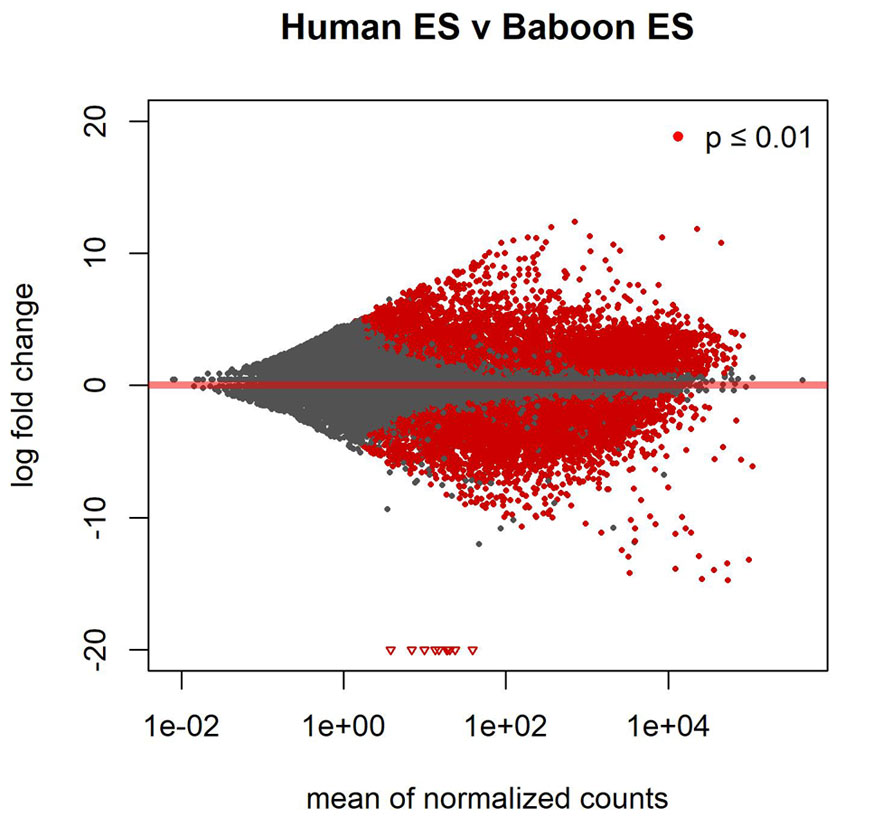 human ES vs Baboon ES
