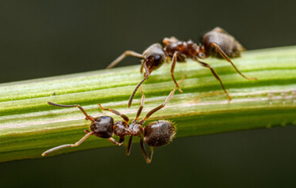 ants