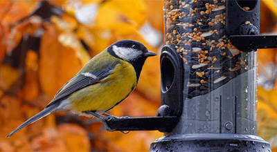 bird at birdfeeder