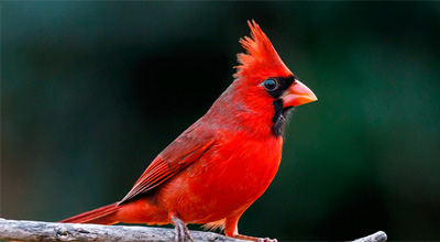 cardinal bird