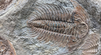 close-up of a preserved Trilobite fossil