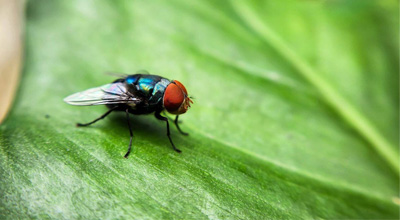 fly on leaf