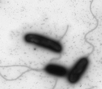 Vibrio cholerae