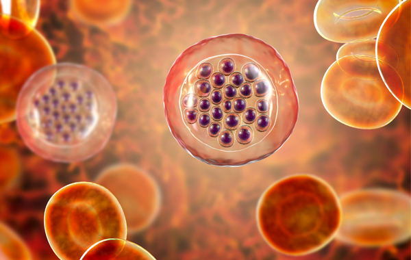 malaria-infected red blood cells