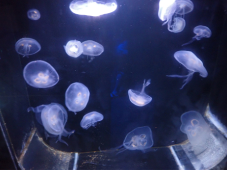 jellyfish