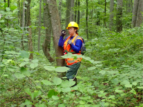 Laura Daniels measuring tree distance