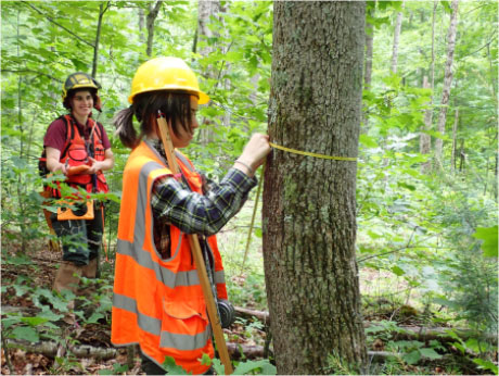 Caroline McGuire measuring tree diameter