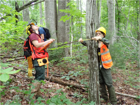 Caroline McGuire measuring tree