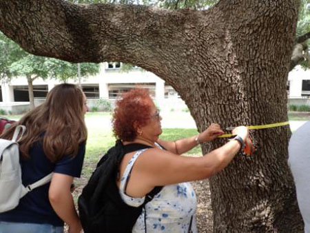 students watching tree measurement demonstration