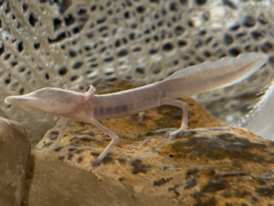 Texas Blind Salamander