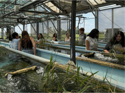 Texas wild rice refugia tanks