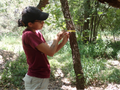 Jazmine Stanley measuring tree