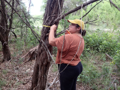 Natalie Martinez measuring tree