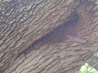 bee hive in a live oak crevice