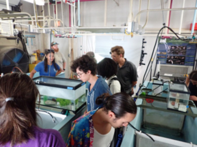 students looking at Barton Springs salamanders