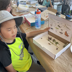 camper displaying insect box