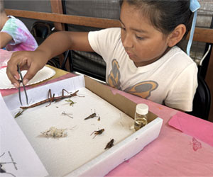 camper making insect box