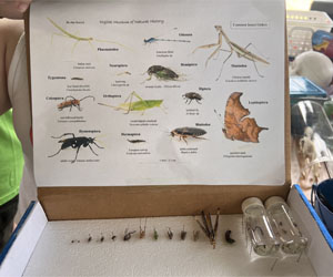 insect box