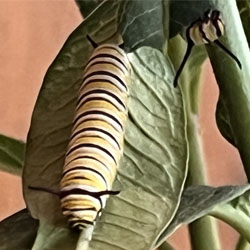 monarch butterfly caterpillar on leaf