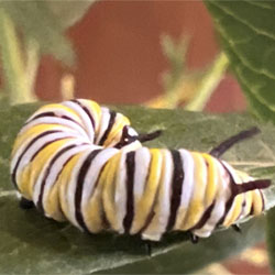 monarch butterfly caterpillar on leaf