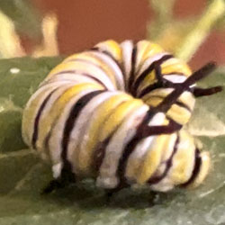 monarch butterfly caterpillar on leaf