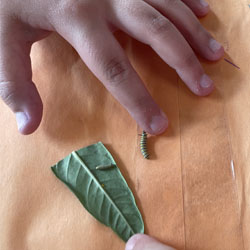 camper touching monarch butterfly caterpillar