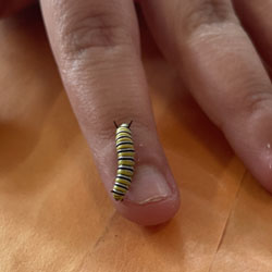 monarch butterfly caterpillar crawling on finger