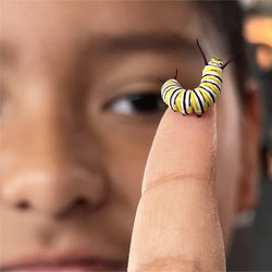 closeup of monarch butterfly caterpillar on finger