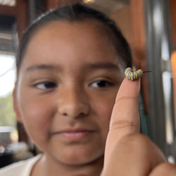 closeup of monarch butterfly caterpillar on finger